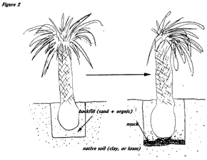 How deep are the roots of palm trees?