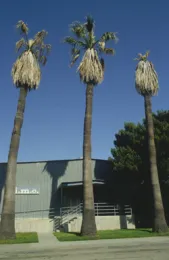 Figure 4 Frond death