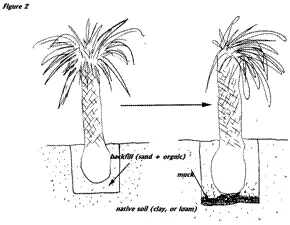palm planting